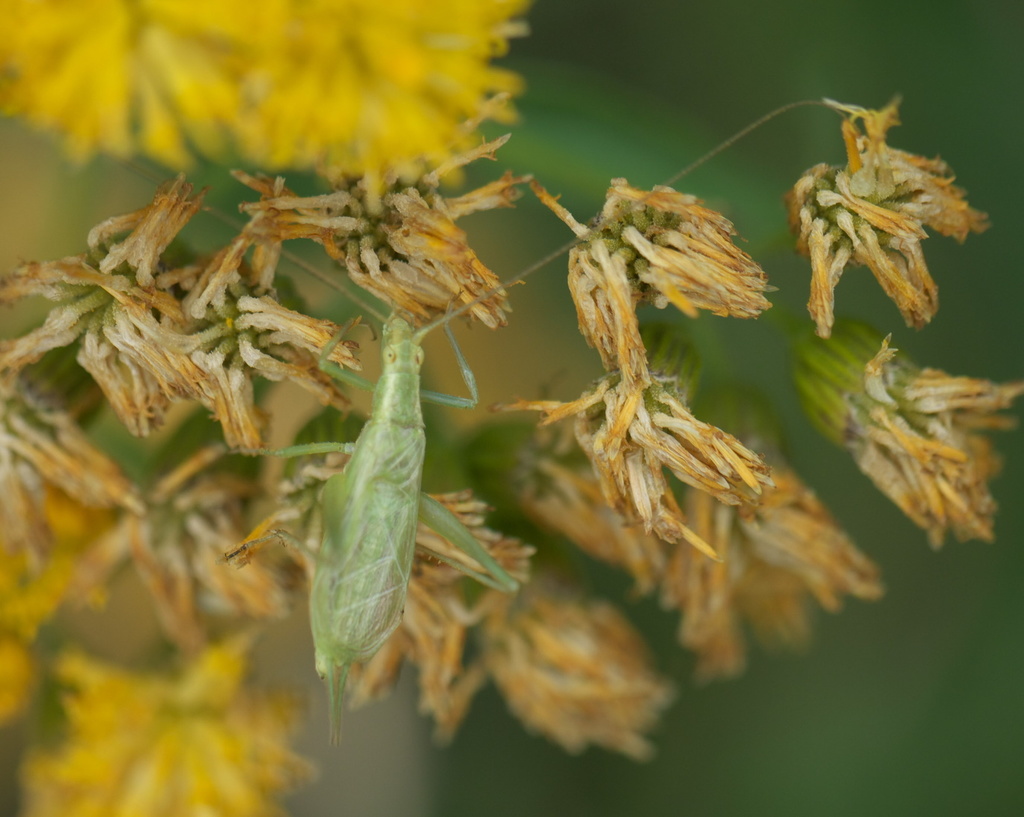 Four-spotted Tree Cricket