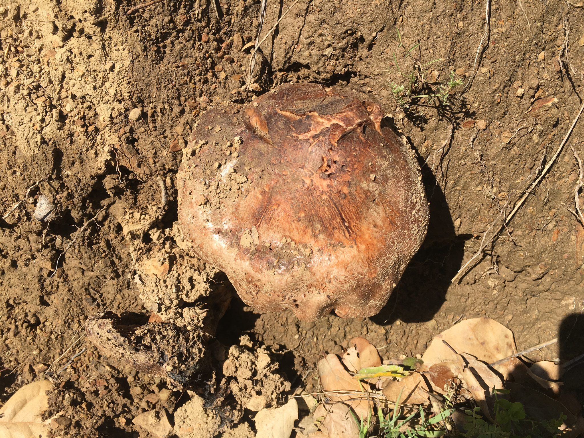Tricholoma dryophilum image