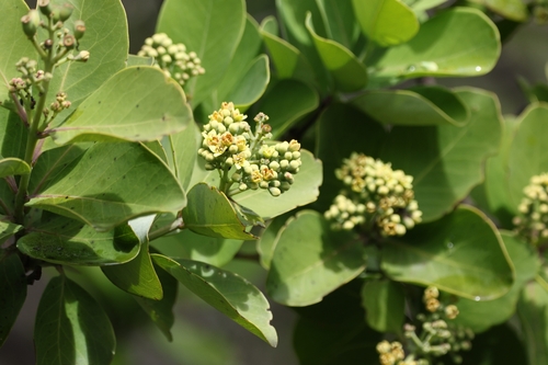 ‘iliahi (Santalum paniculatum)