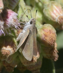 Lerodea eufala eufala