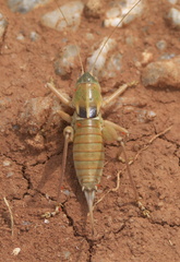 Pediodectes haldemanii