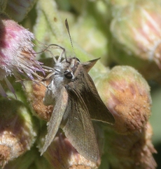 Lerodea eufala eufala