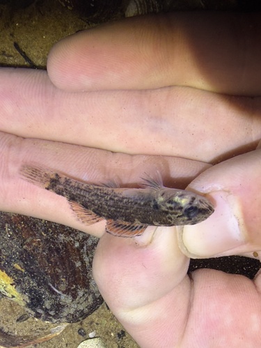 Etheostoma swaini