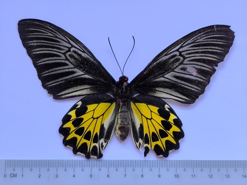 Common Birdwing