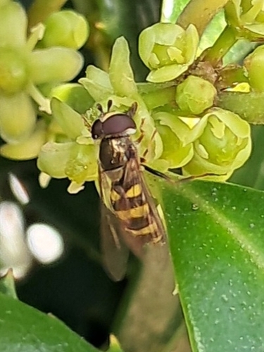 Unknown species found near Hope Mills, NC 28348, USA