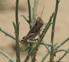 Melanoplus bowditchi