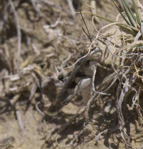 Platte Range Grasshopper photo 6