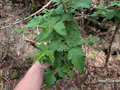 ‘Ākala (Rubus hawaiensis)