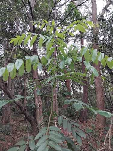Castanospermum (Castanospermum australe)