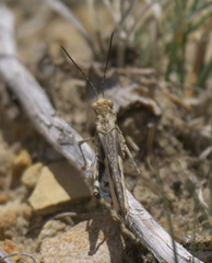 Derotmema haydenii
