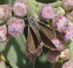 Lerodea eufala eufala