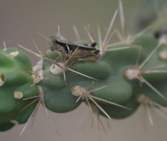 Melanoplus glaucipes