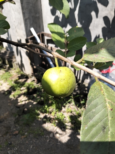 Common guava
