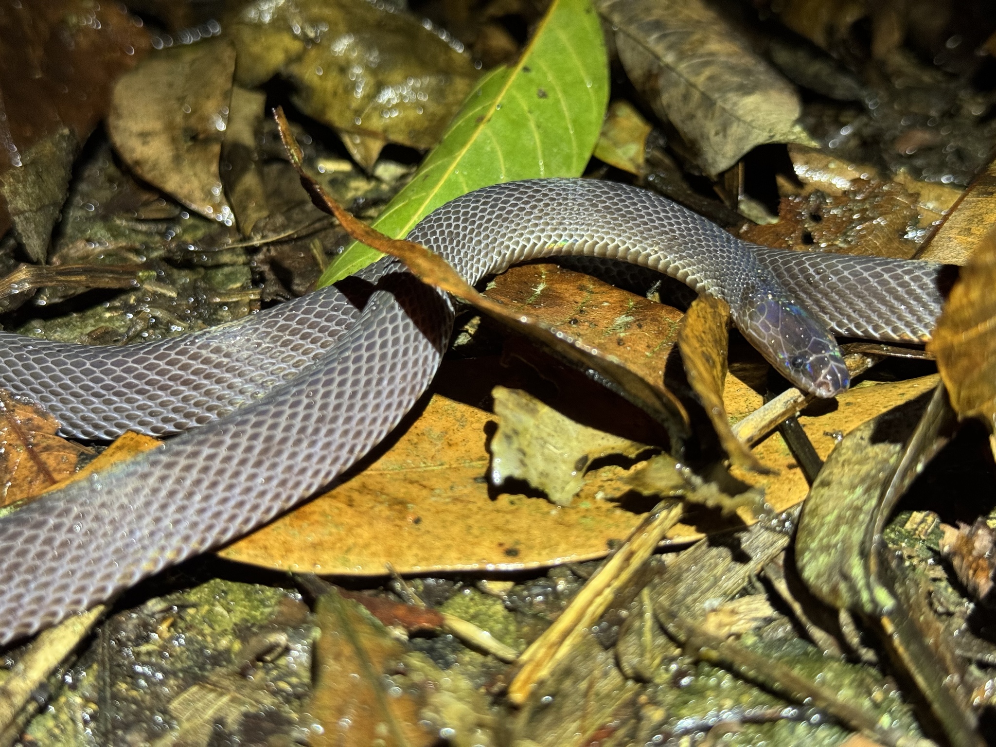 Trang an Burrowing Snake photo 2