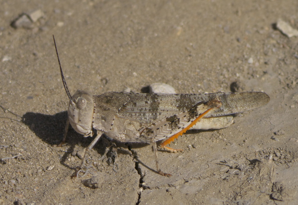 Broad-banded Grasshopper