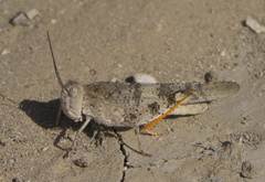 Trimerotropis latifasciata