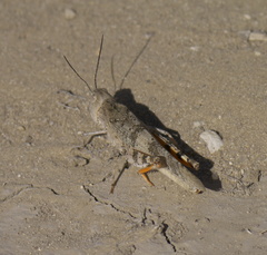 Trimerotropis latifasciata