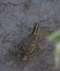 Melanoplus packardii