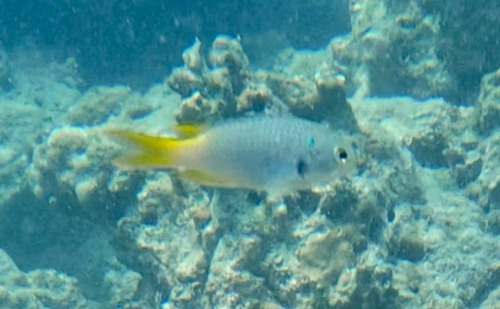 Neopomacentrus sororius observed 2026-02-25