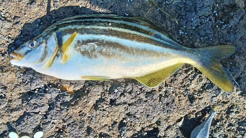 Common trumpeter (Latris lineata) — Latridae — 3