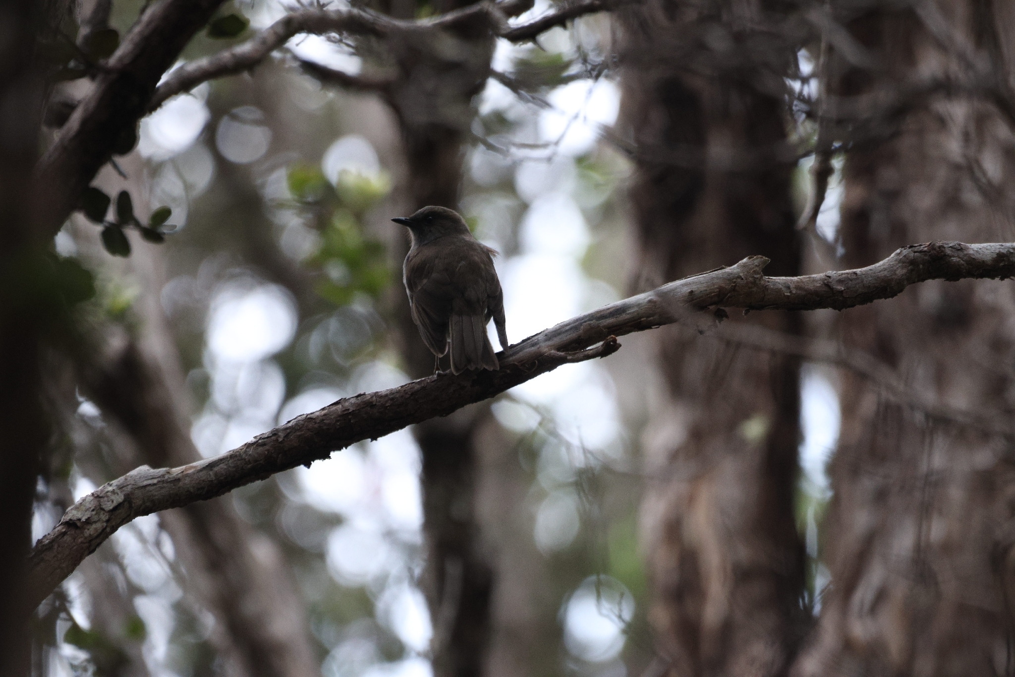 Omao (Myadestes obscurus), photo 1