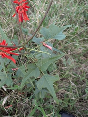 Erythrina humeana, photograph (c) Shedron Mukhumo, some rights reserved (CC BY)