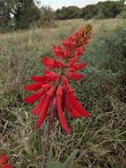 Erythrina humeana, photograph (c) Shedron Mukhumo, some rights reserved (CC BY)