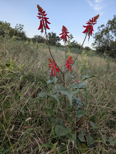 Erythrina humeana, photograph 6
