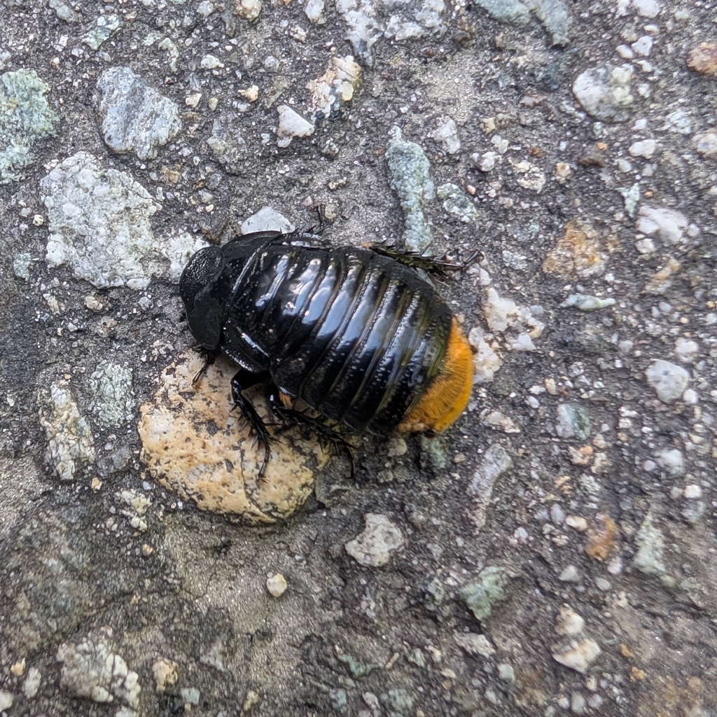 Salganea rectangularis (Salganea rectangularis)