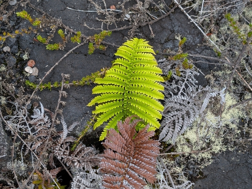 ʻAmaʻu (Sadleria cyatheoides)