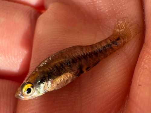 Least killifish (Heterandria formosa) — Poeciliidae — 2