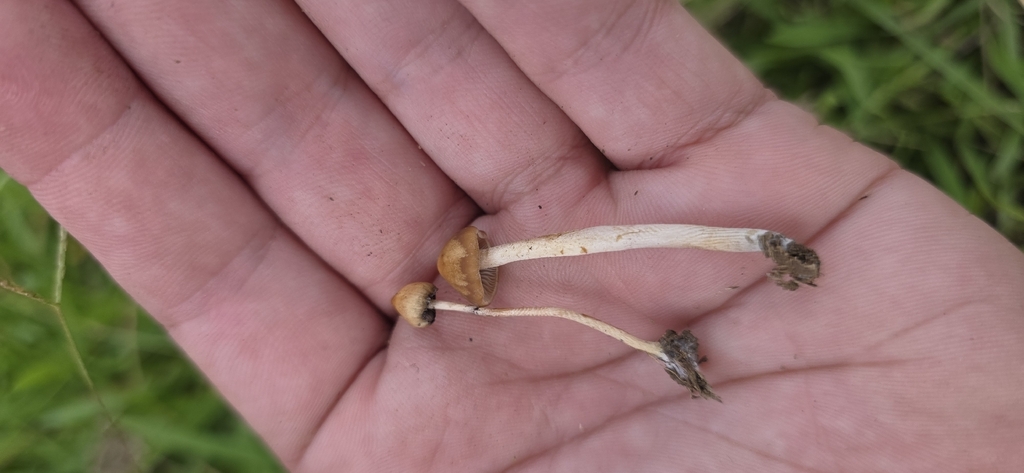 Psilocybe samuiensis · March 2026 · photo: © rotceh_dnih (iNaturalist, cc-by)