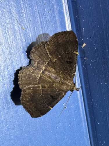 Polypogon, 2026-03-20