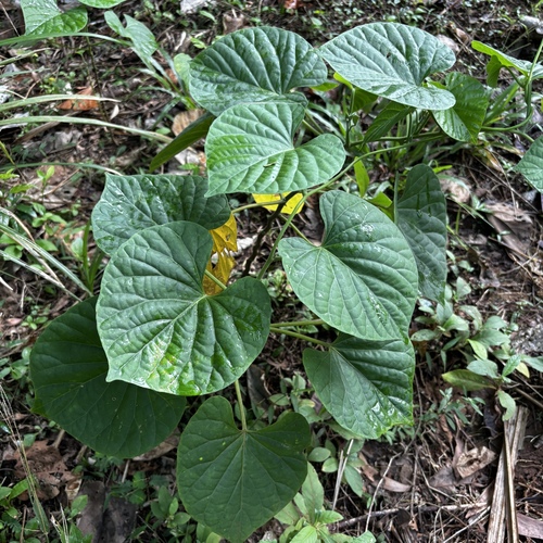 Stictocardia tiliifolia, photograph 2