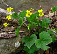 Viola pubescens