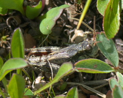 Melanoplus gothicus
