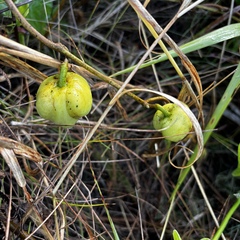 Stictocardia tiliifolia, photograph (c) Gabriel, some rights reserved (CC BY)