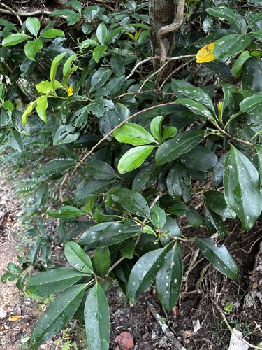 Medinilla medinilliana observed 2026-03-21
