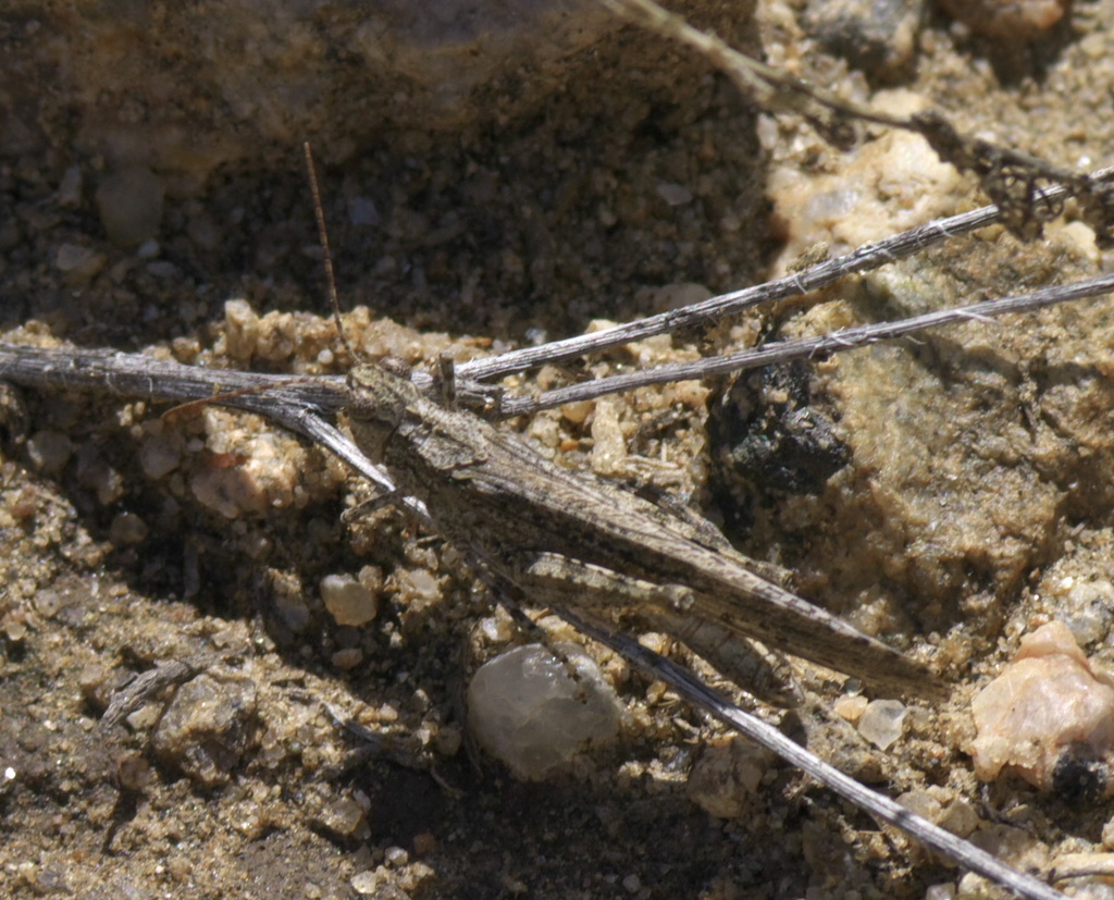 Great Basin Grasshopper