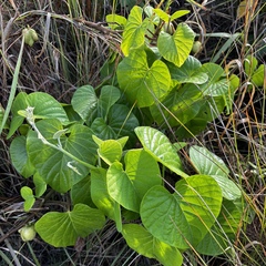 Stictocardia tiliifolia