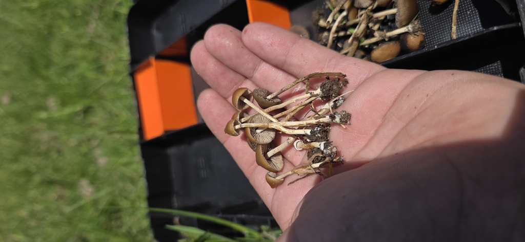 Psilocybe samuiensis · March 2026 · photo: © rotceh_dnih (iNaturalist, cc-by)