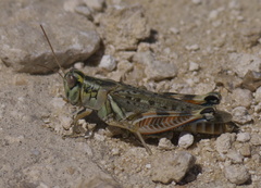 Melanoplus regalis