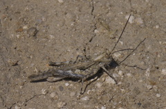 Derotmema haydenii