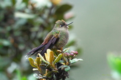 Chalcostigma herrani