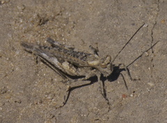 Derotmema haydenii