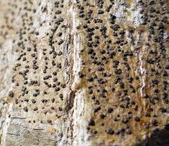 Bathelium carolinianum