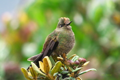 Chalcostigma herrani