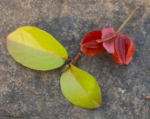 Combretum albidum