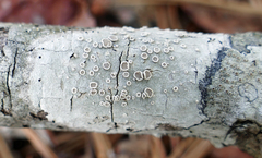 Lecanora subpallens