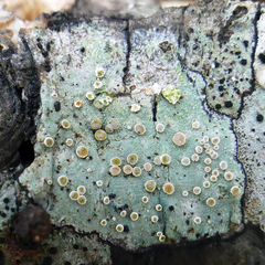 Lecanora subpallens